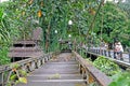 Old closed bridge surrounded by tropical forest, Bali