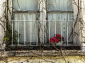 Old closed white wooden window surrounded by a dry plant and a small railing and red flowers Royalty Free Stock Photo