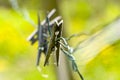 Old clothespins Royalty Free Stock Photo