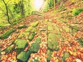 Old cobble stone way lined by beech trees in deep gulch in autumn forest. Fresh orange leaves Royalty Free Stock Photo