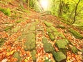 Old cobble stone way lined by beech trees in deep gulch in autumn forest. Fresh orange leaves Royalty Free Stock Photo