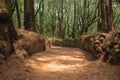 Old cobbled path in the forest, concept of mysterious forest, magic path