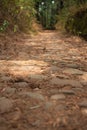 Old cobbled path in the forest, concept of mysterious forest, magic path