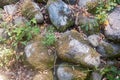 Old cobbles covered with moss Royalty Free Stock Photo