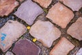 Old cobblestone pavement with flower Royalty Free Stock Photo