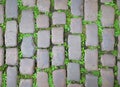 Old Cobblestone pavement street with green grass growing between the stones Royalty Free Stock Photo