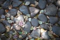 An old cobblestone road with fallen leaves Royalty Free Stock Photo