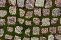 Old cobblestone road with grass between stones. Texture and background Royalty Free Stock Photo