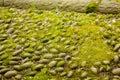 Old cobblestone on the road overgrown with moss. Soft moss and round stones of old city pavement. Abstract texture or Royalty Free Stock Photo