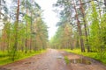 Old cobblestone road in pine forest at summer. Royalty Free Stock Photo