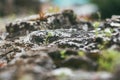 Old cobblestones covered with moss with sprouts sprouting through. Selective focus macro shot with shallow DOF