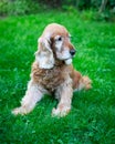 Old cocker spaniel dog with sad expression Royalty Free Stock Photo