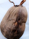 Old coconut fruit in brown color on white background