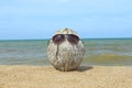 Old coconut lounging on the beach Royalty Free Stock Photo