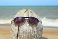 Old coconut lounging on the beach Royalty Free Stock Photo