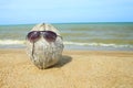 Old coconut lounging on the beach Royalty Free Stock Photo