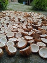 old coconut that is ready to be dried to be used as raw material for oil and cosmetics