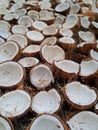 old coconut that is ready to be dried to be used as raw material for oil and cosmetics