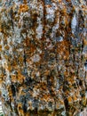 This is the old coconut trees bark covered with algae close up shot in the daytime in india Royalty Free Stock Photo