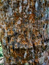 This is the old coconut trees bark covered with algae close up shot in the daytime in india Royalty Free Stock Photo