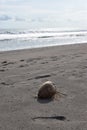 Old Coconut Washed Ashore