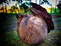 old coconuts that are dry and hollow and no longer filled with a little coir still attached Royalty Free Stock Photo