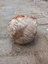 An old coconuts on the yard Royalty Free Stock Photo