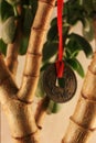 Ancient coin hanging on a money tree Royalty Free Stock Photo