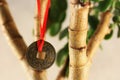 Coin hanging on a money tree Royalty Free Stock Photo