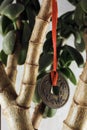Coin hanging on a money tree Royalty Free Stock Photo