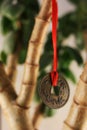 Coin hanging on a money tree Royalty Free Stock Photo