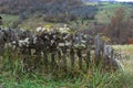 Old collapsed fence overgrown with grass