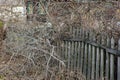 old collapsed fence