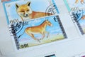 Postage stamps, Mongolia animals