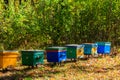 Old colorful wooden beehives in forest glade at autumn Royalty Free Stock Photo