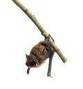 Old common bent-wing bat perched on a branch