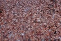 Old, Compacted Fallen Maple Leaves On The Ground Background