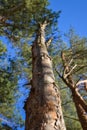 The old and completely dry tree growing against the blue sky Royalty Free Stock Photo