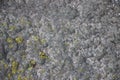 Old concrete mossy wall with green and yellow lichen surface texture Royalty Free Stock Photo