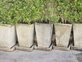 old concrete pot and pant neat cement wall background Royalty Free Stock Photo