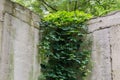 Old concrete retaining wall overgrown with hanging maiden grapes Royalty Free Stock Photo