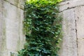 Old concrete retaining wall overgrown with hanging maiden grapes Royalty Free Stock Photo
