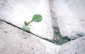 The old concrete road surface in the gutter and weeds that occurred between the gaps in the perch