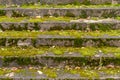 Old concrete stairs overgrown with green moss Royalty Free Stock Photo