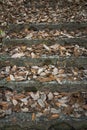 Old concrete steps strewn with fallen leaves Royalty Free Stock Photo