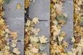 Old concrete steps, strewn with a lot of yellowing fallen autumn leaves Royalty Free Stock Photo