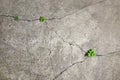 Old concrete surface collapses with time. Green plants sprout in the resulting cracks