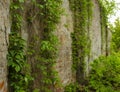 Old concrete wall covered with green ivy. Abandoned site and devastation. Expanding fence wall Royalty Free Stock Photo