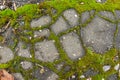 Old concrete wall covered with moss. Rough texture background Royalty Free Stock Photo