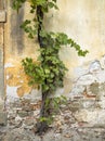 Old concrete wall with creeping plant Royalty Free Stock Photo